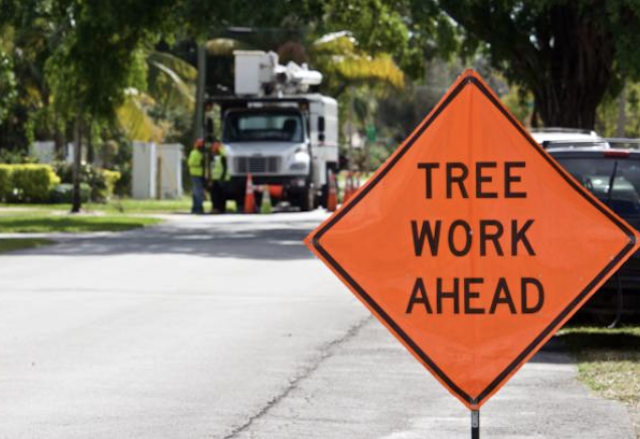 emergency tree removal hartford