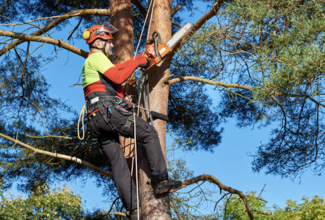 tree pruning hartford