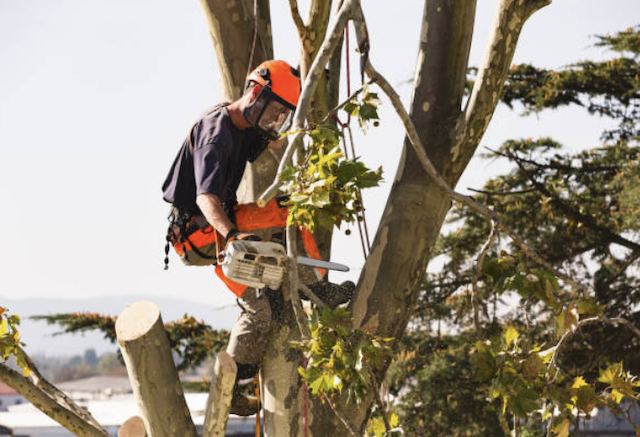 tree removal hartford