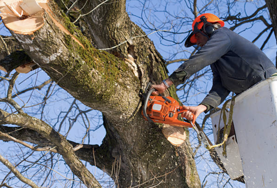 tree trimming Weatogue ct