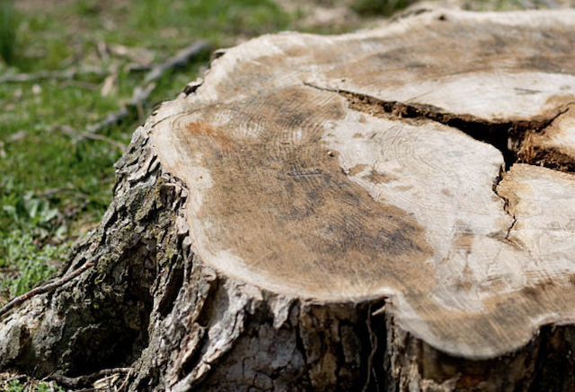 stump grinding West Simsbury ct